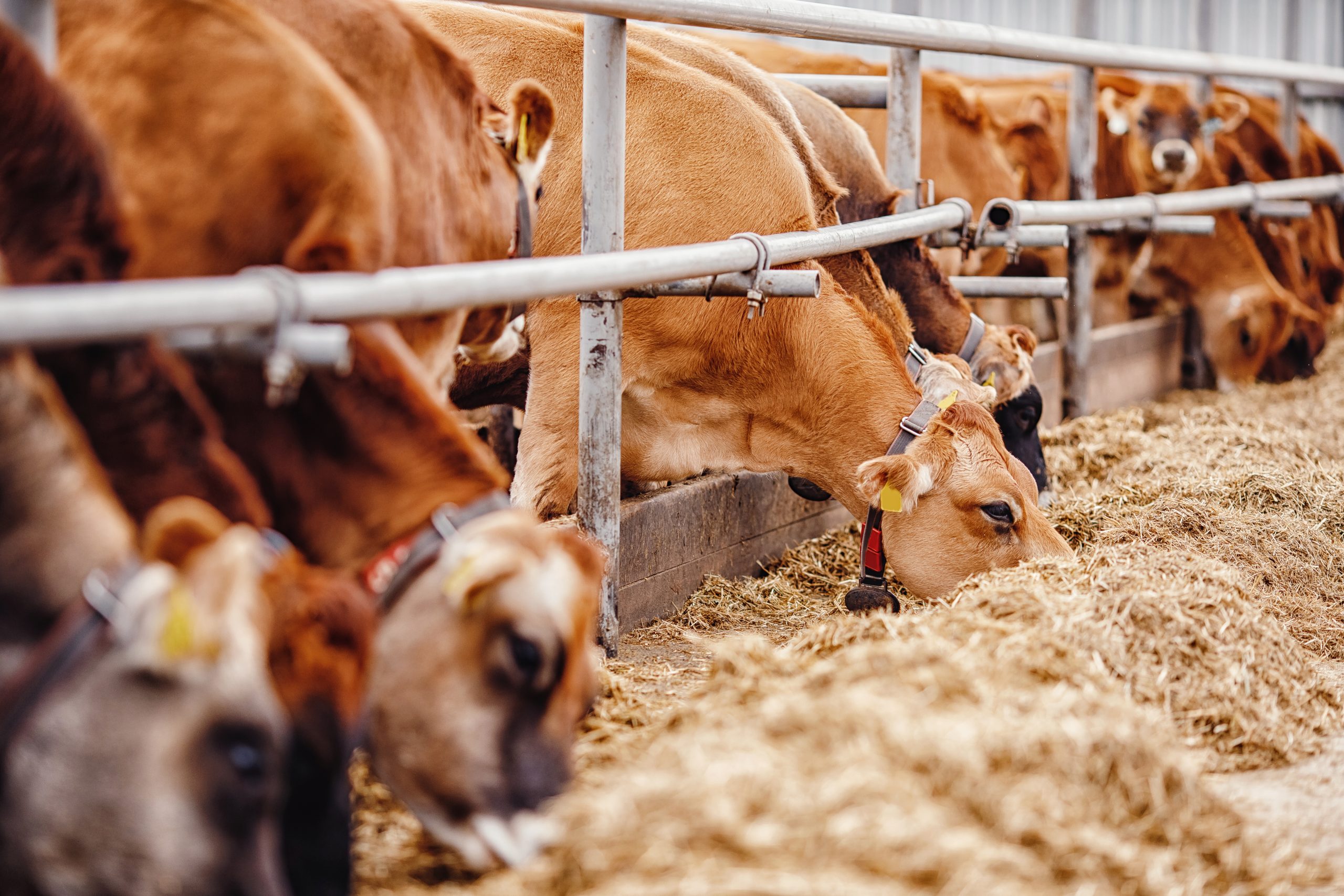 Cows red jersey with automatic collar. Banner modern farm dairy and meat production livestock industry