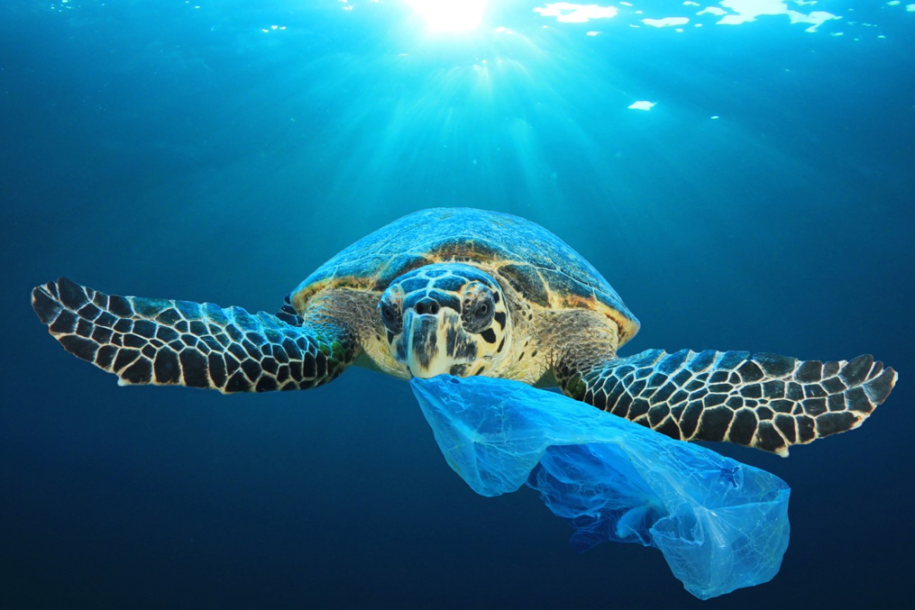 Turtle Plastic Turtle Plastic