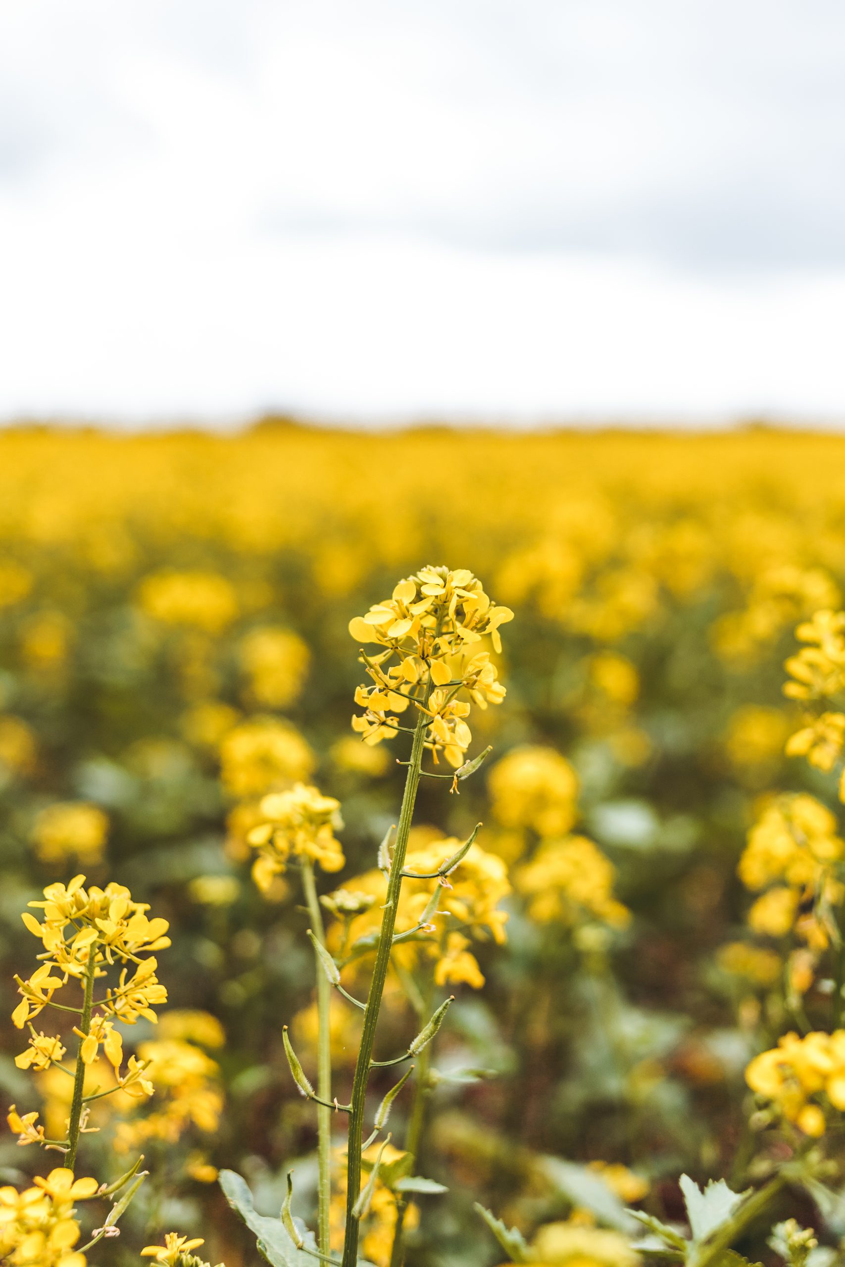 Vertical shot of a vast rapeseed plantation under a cloudy sky