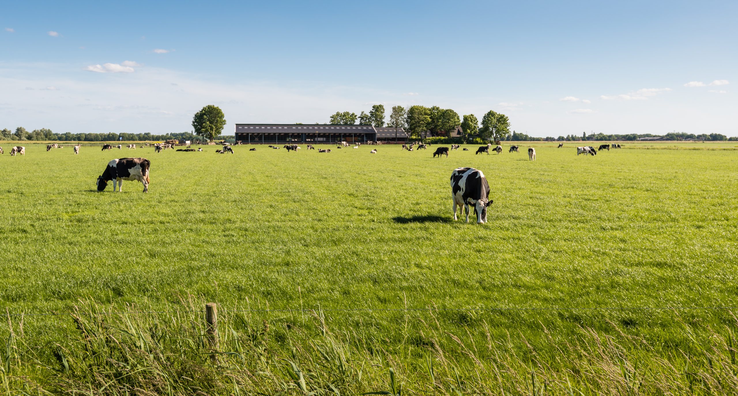 Cows in field